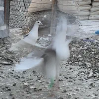 سه تا غریبگیری نر|پرنده|تاکستان, |دیوار