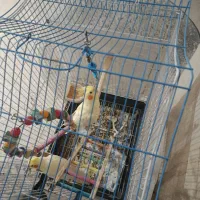 فروشی دو تا عروس هلندی نر و ماده دستی 7ماهه|پرنده|قوچان, |دیوار