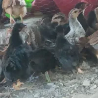 جوجه محلی
