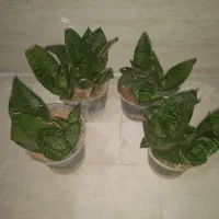 گل سانسوریا پاکوتاه