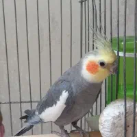 عروس هلندی نر سینامون با قفس