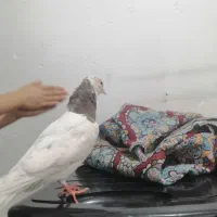 کبوتر. طوقی|پرنده|جوانرود, |دیوار