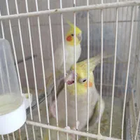 چند جفت عروس هلندی قیمت مناسب سالم و تخم گذار|پرنده|سبزوار, پیروزی|دیوار
