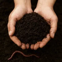 کود ورمی کمپوست صادراتی