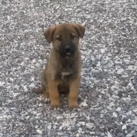 واگذاری توله سگ سرابی