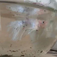 دو جفت ماهی فایتر کلکسیونی کمیاب|ماهی|مشهد, سازمان آب|دیوار