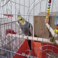 جفت عروس هلندی