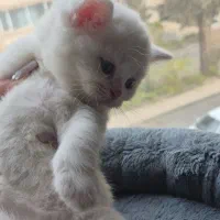 گربه اسکاتیش بریتیش|گربه|کرج, اتحاد|دیوار