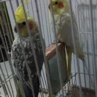 عروس هلندی فوری فوری