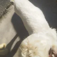 گوسفند فروشی|حیوانات مزرعه|سرپل ذهاب, |دیوار