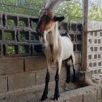 پازن آلپاین وسانن وکهره نر سانن|حیوانات مزرعه|خورموج, |دیوار