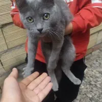 گربه  2ت