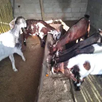 بزوبزغاله|حیوانات مزرعه|گنبد کاووس, |دیوار