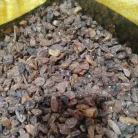 کشمش آبگیری