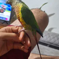 گرینچیک سخن گو ،نرو ماده