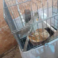 عروس هلندی ماده