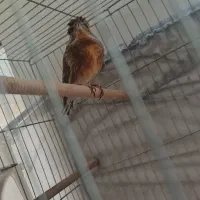 قیمت 10ملیون