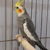 عروس هلندی|پرنده|تهران, شهرک شهید باقری|دیوار