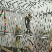 عروس هلندی|پرنده|محمدشهر, محمدشهر|دیوار