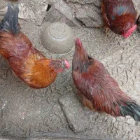 سه عدد خروس زنده به فروش می رسد|حیوانات مزرعه|فیروزکوه, |دیوار