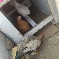 مرغ و خروس|حیوانات مزرعه|فردیس, شهرک ناز|دیوار