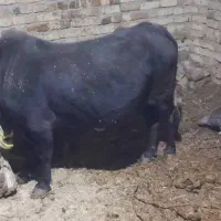 گاوگوشتی وگوساله شیری