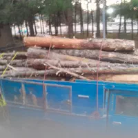 خریدار چوب شما|خدمات باغبانی و درختکاری|کرمان, |دیوار