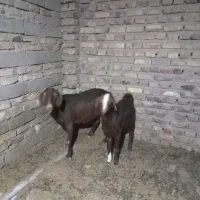 سلام بز ماده با کهره ماده|حیوانات مزرعه|زابل, |دیوار