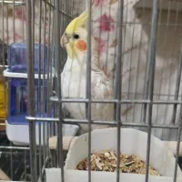 عروس هلندی نر