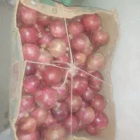 انار بجستان