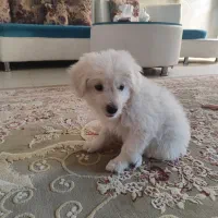 گمشده