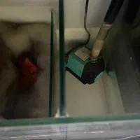 آکواریوم|ماهی|رودسر, |دیوار