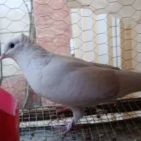 کبوتر سفید زیبا مفت