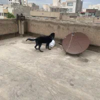 ژرمن بلک