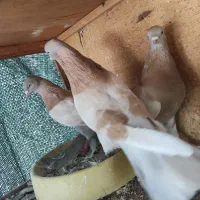 فروش یا معاوضه|پرنده|میناب, |دیوار