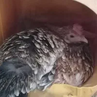 مرغ گلین کرچ تخته