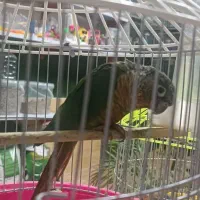 گرینچیک|پرنده|ماکو, |دیوار