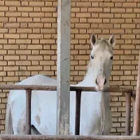 دوتا اسب حمدانی|اسب و تجهیزات اسبسواری|آبادان, |دیوار