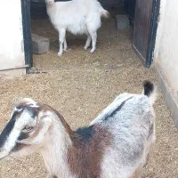 بز سانن و الپاین|حیوانات مزرعه|کرمان, |دیوار