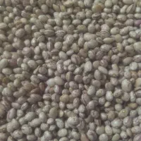 لوبیا چیتی درجه یک