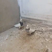 کبوتر طوقی نرو ماده