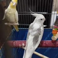 عروس هلندی
