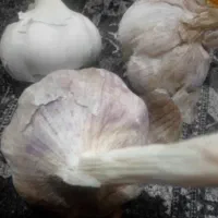 سیر درشت کیلو ۲۰۰
