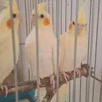 عروس هلندی/فنچ/قناری|پرنده|بهار, |دیوار