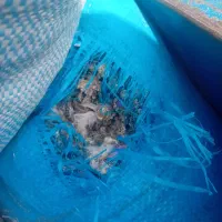 کود کبوتر خشک همیشه موجود|خدمات باغبانی و درختکاری|صوفیان, |دیوار