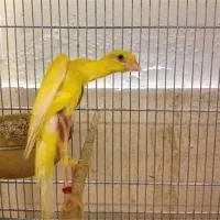 قناری ایستیم