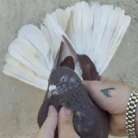 کفتر گرفتنی نواب