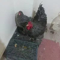 مولد برهما کوکو|حیوانات مزرعه|مشهد, کارمندان دوم|دیوار