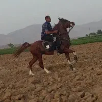اسب نریان|اسب و تجهیزات اسب‌سواری|شیراز, قصرالدشت|دیوار
