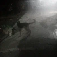 سگ نژاد ژرمن